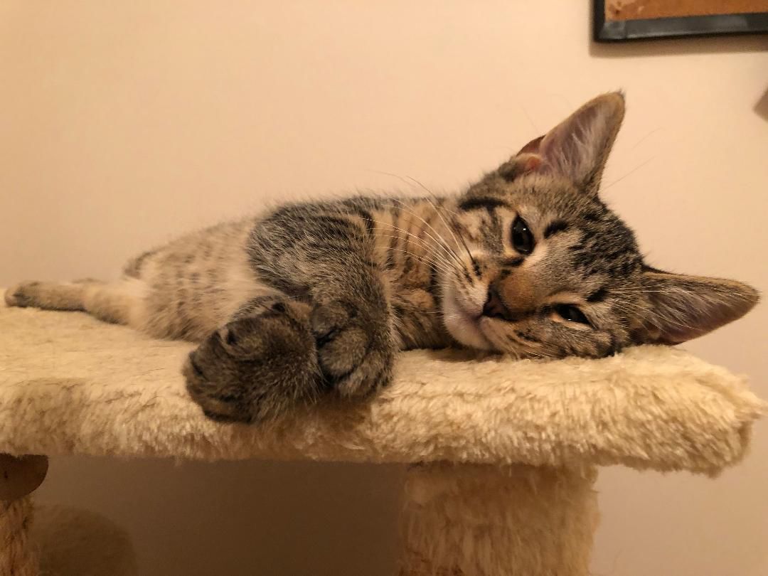 Libby Lou